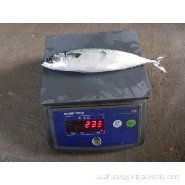 Заводская прямая замороженная рыба цельная круглая скумбрия